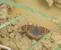 Junonia litoralis