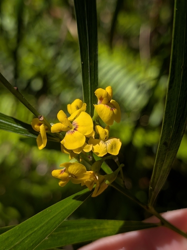Daviesia arborea observed 2026-10-11
