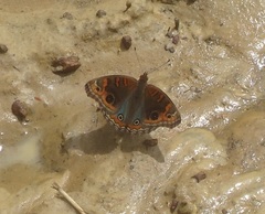 Junonia litoralis