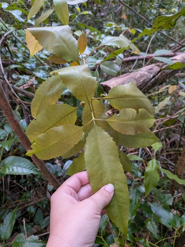 Schizomeria ovata observed 2026-10-11