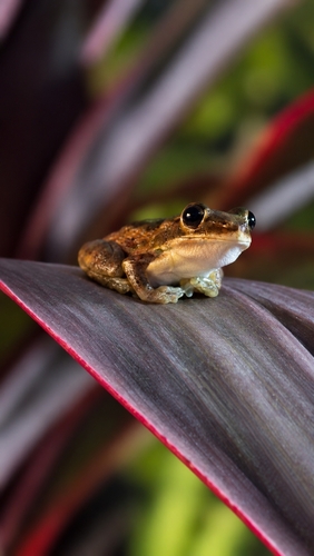Litoria rothii observed 2026-10-13