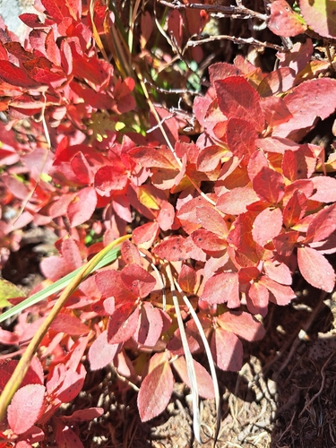 Vaccinium cespitosum observed 2026-10-03