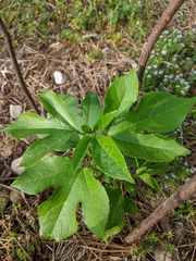 Passiflora incarnata