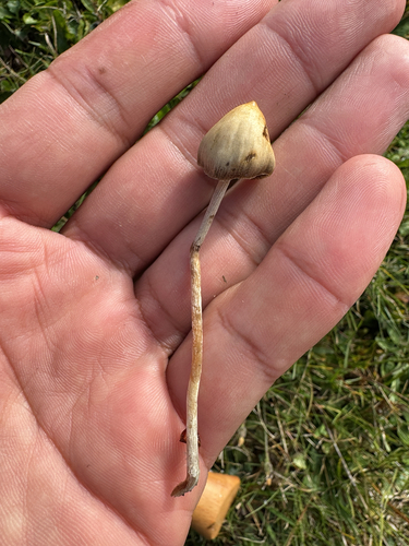 Liberty Cap