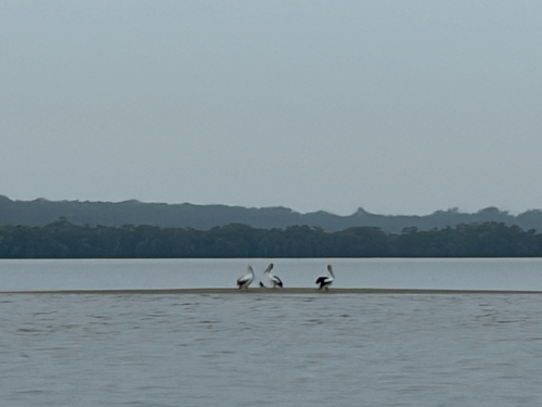 Australian Pelican