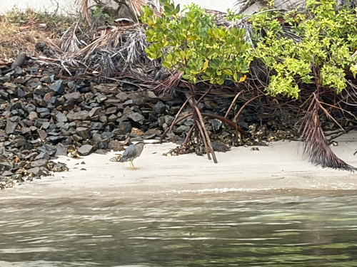 Little Heron