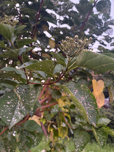 Premna serratifolia observed 2026-10-13