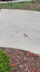 Leiocephalus carinatus