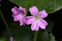 Geranium × oxonianum