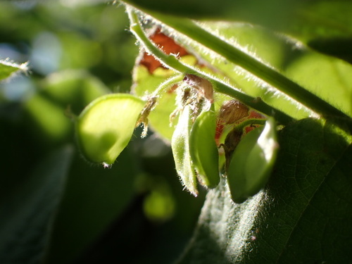 Rhynchosia volubilis observed 2026-10-13