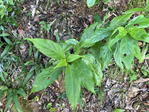 Mussaenda parviflora observed 2026-10-10