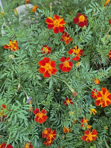 French marigold