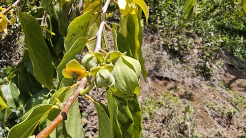 Cananga odorata observed 2026-10-13