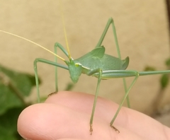 Acrometopa servillea