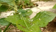 Acrometopa servillea