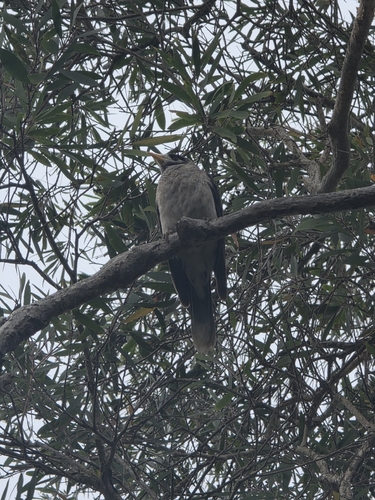 Noisy Miner