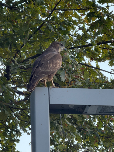 Common Buzzard