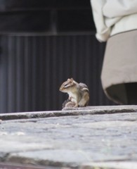 Tamias striatus