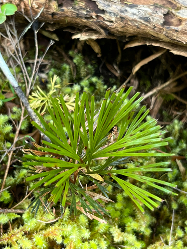 Schizaea dichotoma observed 2026-10-13