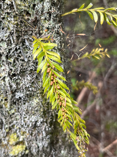 Tmesipteris sigmatifolia observed 2026-10-13