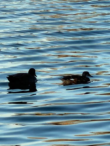 Gadwall