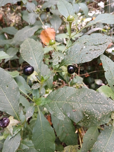 Deadly Nightshade