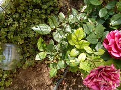 Acrometopa servillea