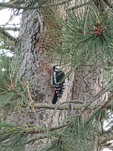 Great Spotted Woodpecker