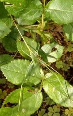 Acrometopa servillea