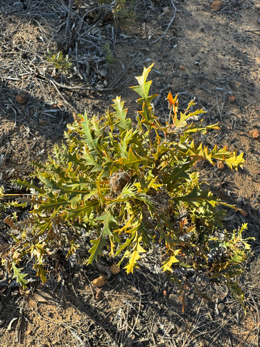 prickly dryandra