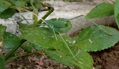Acrometopa servillea