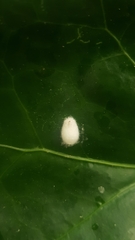 Lichtensia viburni
