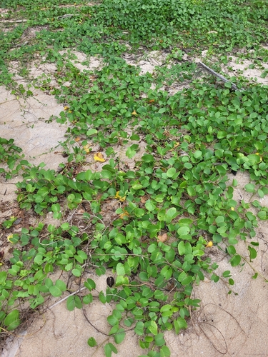 Beach Morning Glory