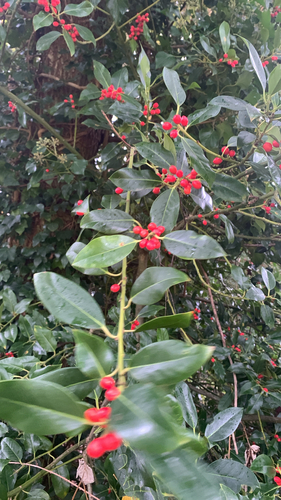 European holly