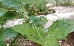 Acrometopa servillea