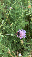 Zygaena lavandulae