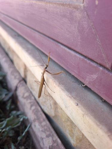European Mantis
