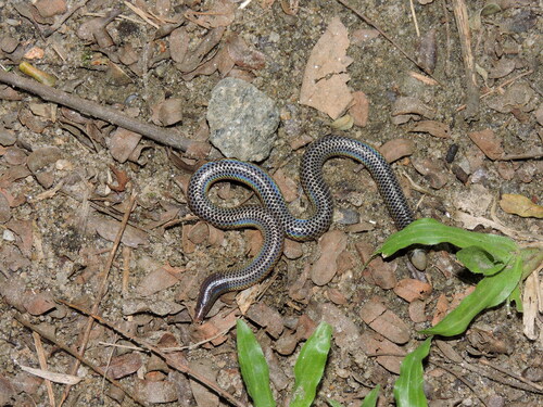 Cuvier's Earth Snake
