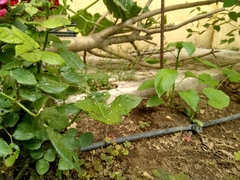 Acrometopa servillea