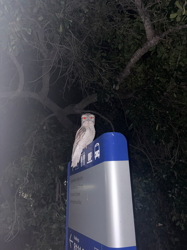 Tawny Frogmouth