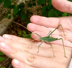 Acrometopa servillea