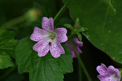 Geranium × oxonianum