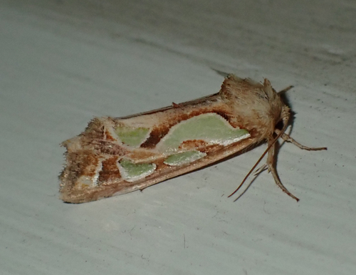 Green-blotched Moth