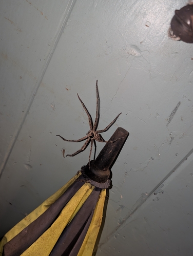 Pantropical Huntsman Spider