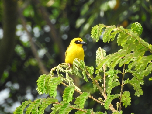 iNaturalist image
