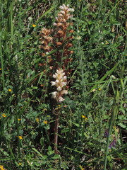 Orobanche picridis