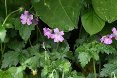 Geranium × oxonianum