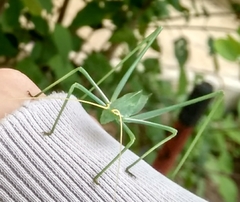 Acrometopa servillea