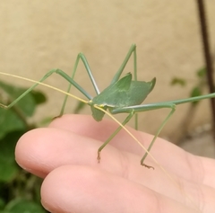 Acrometopa servillea