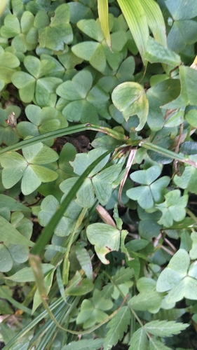 Oxalis griffithii observed 2026-10-11